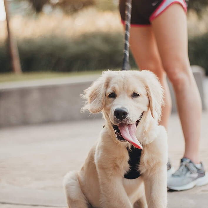 Staying in Shape together With Your Dog